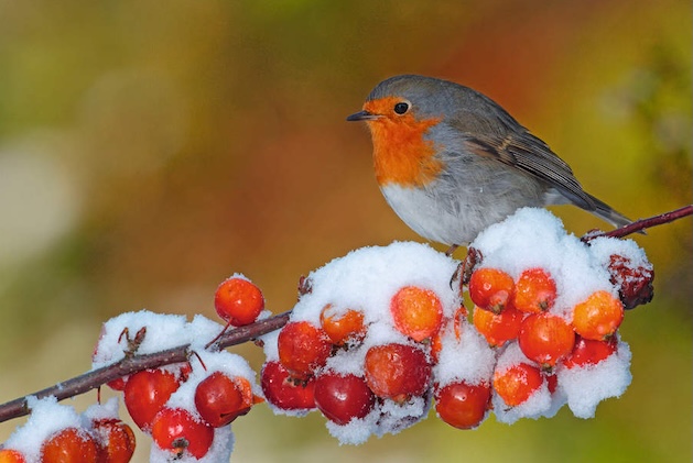 Christmas robin