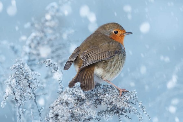 The Christmas robin