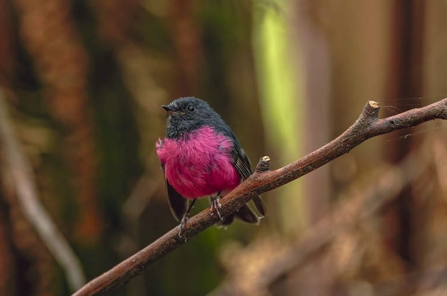 pink robin