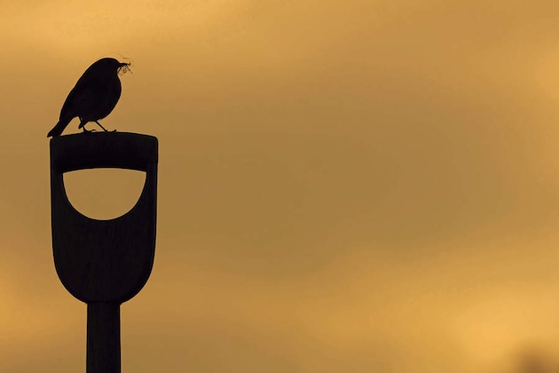 robin on garden fork