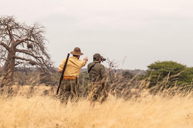 Hunting plains game in Tanzania