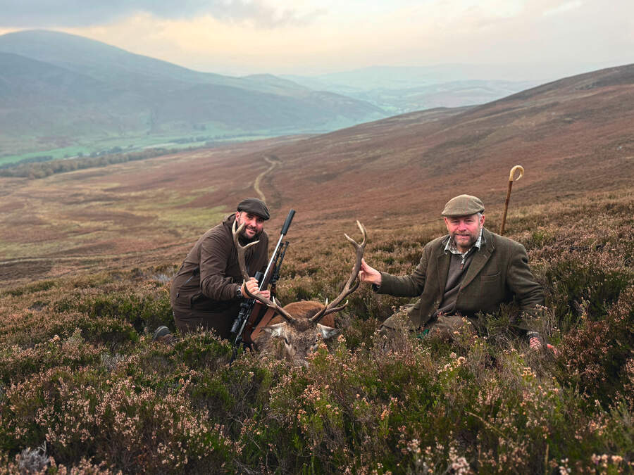 Royal stag in heather