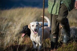 gundogs with handler
