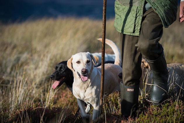 gundogs with handler