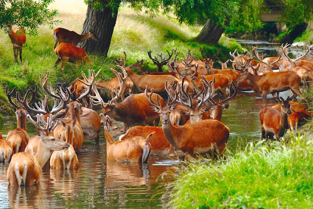 deer in Richmond Park