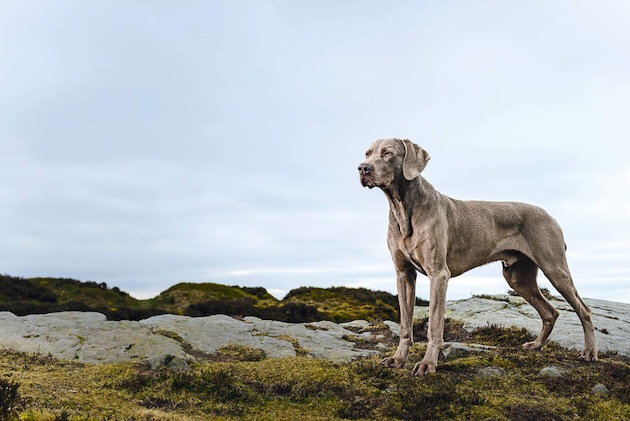 weimaraner