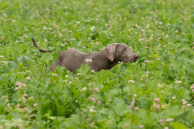 weimaraner