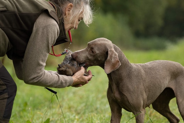 weimaraner