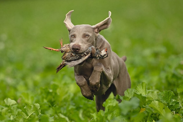 weimaraner