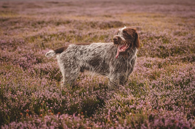 A Korthals griffon on the moor.