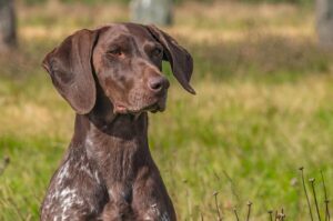 HPR breeds German shorthaired pointer