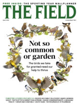 THE FIELD cover