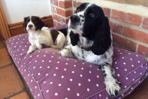 spaniels on dog bed
