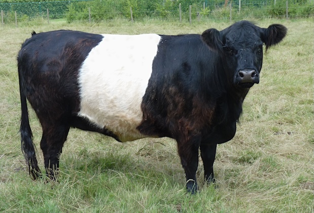 Belted Galloway