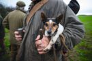 Jack Russell terrier