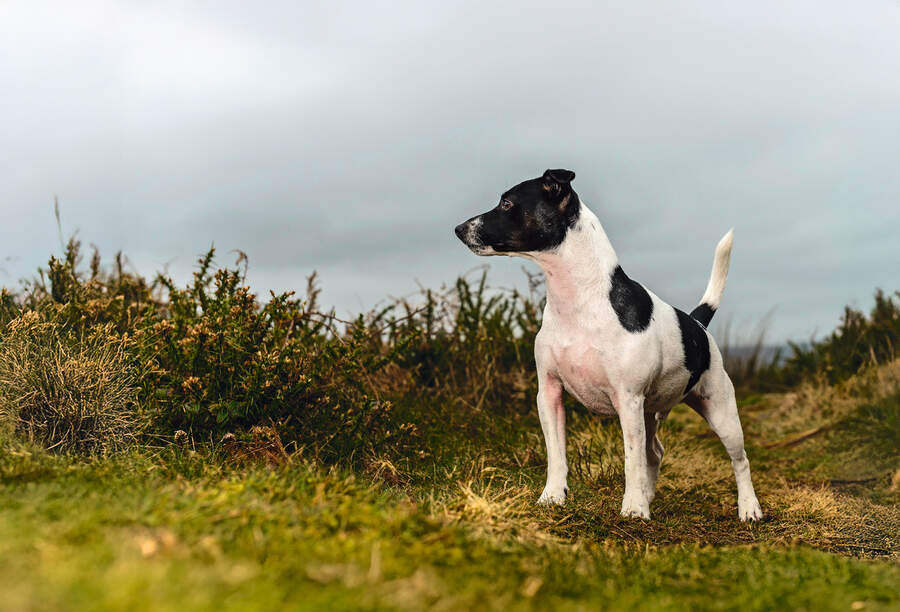 Jack Russell