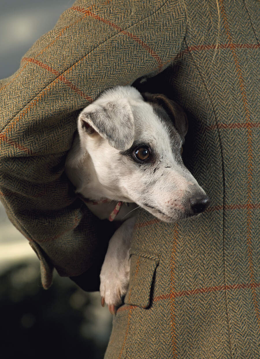 Jack Russell terrier
