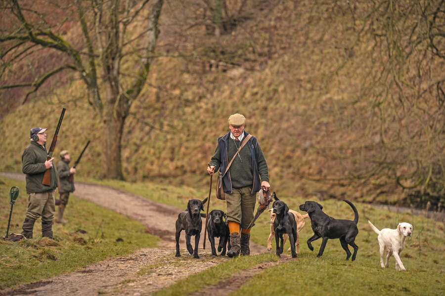 man with labradors 
