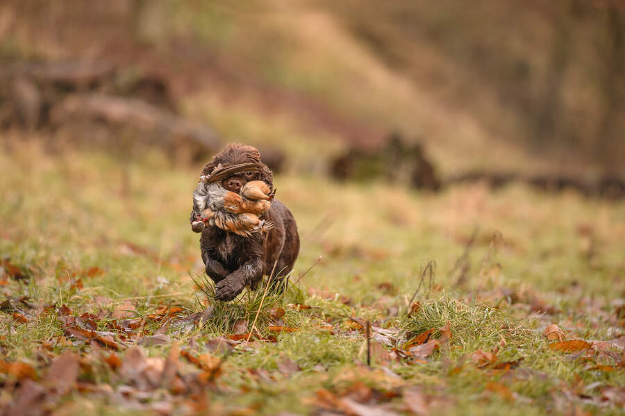 spaniel with dead pheasant
