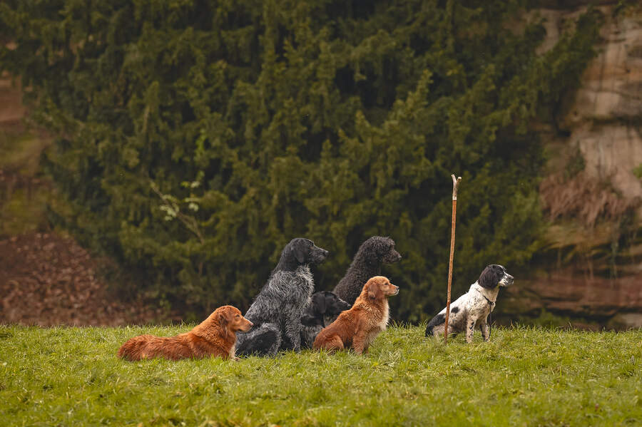 dogs in line 