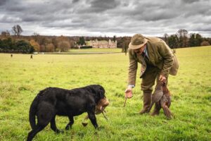 black labrador bring pheasant to game keeper