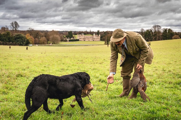 black labrador bring pheasant to game keeper