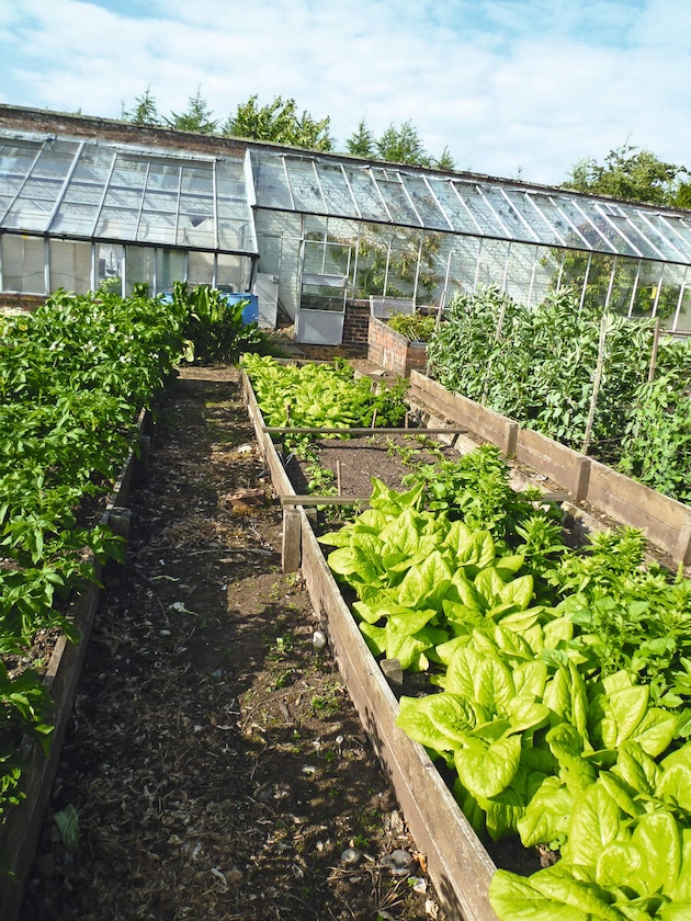 vegetable garden