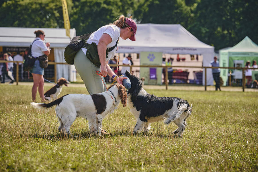 Working dogs 