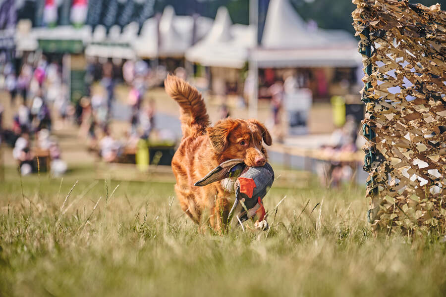 Novia Scotia duck-tolling retriever 