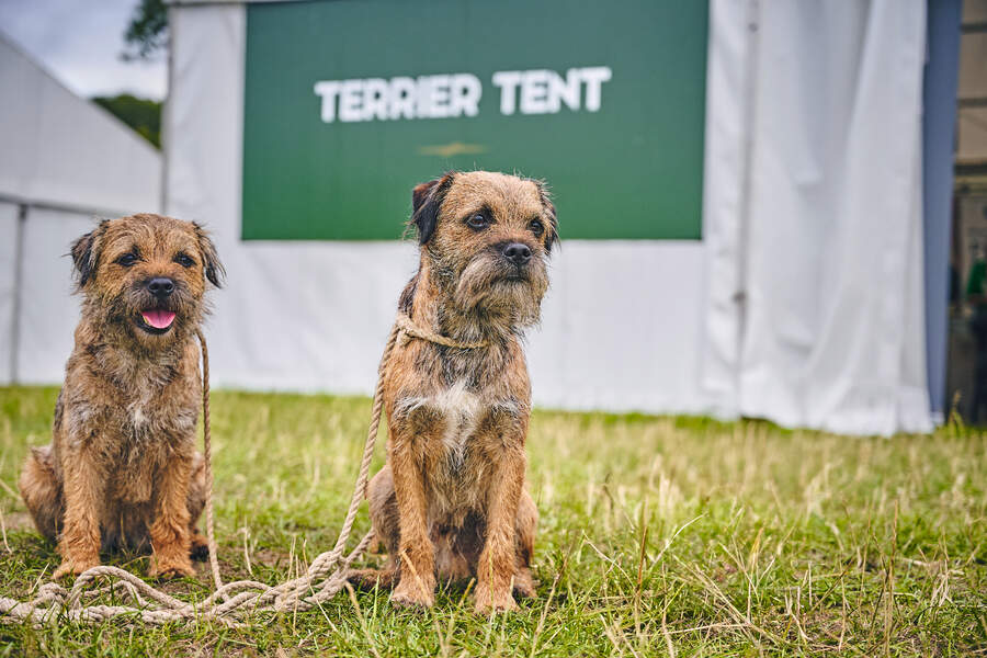 Border terriers 