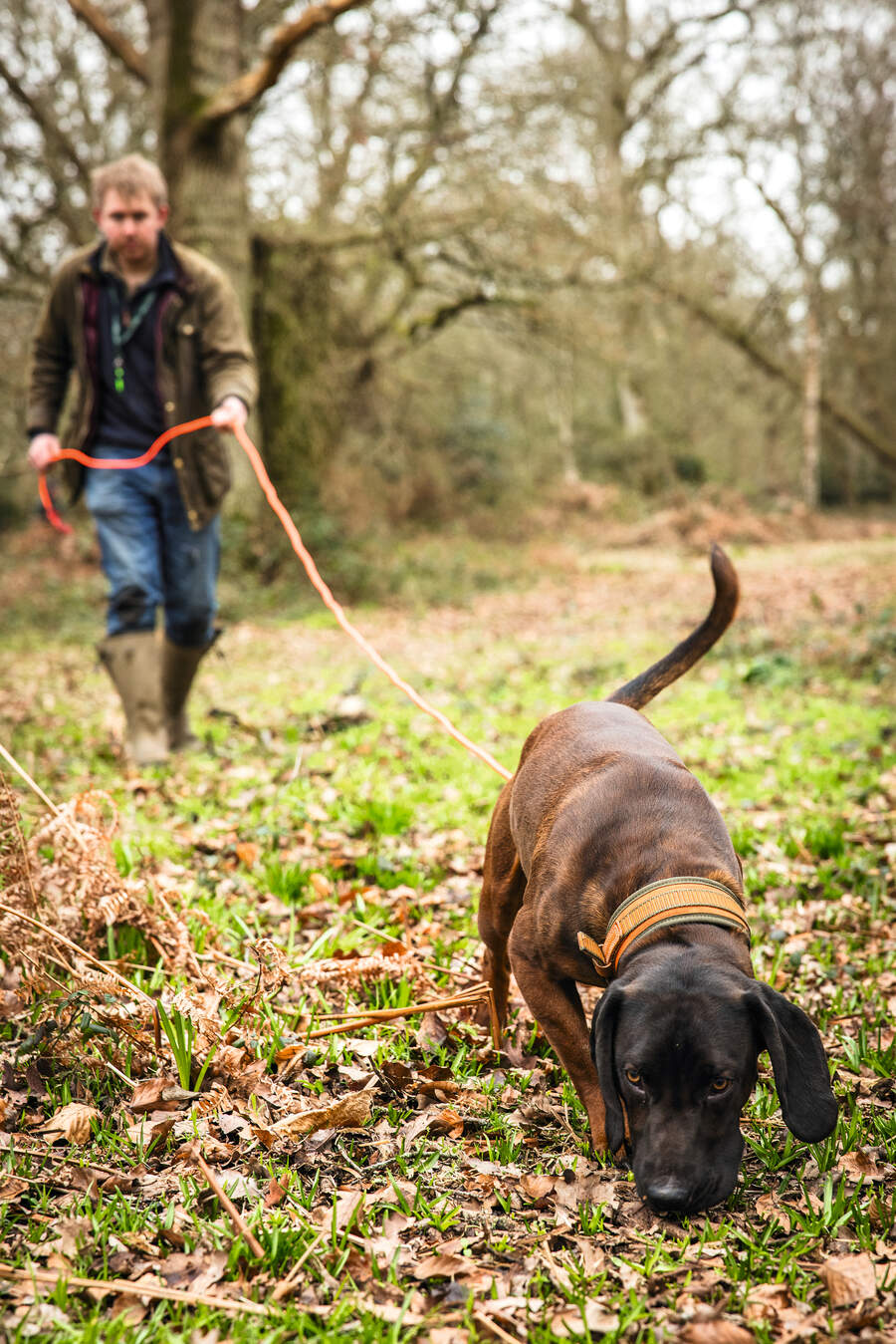 Bavarian mountain hound working