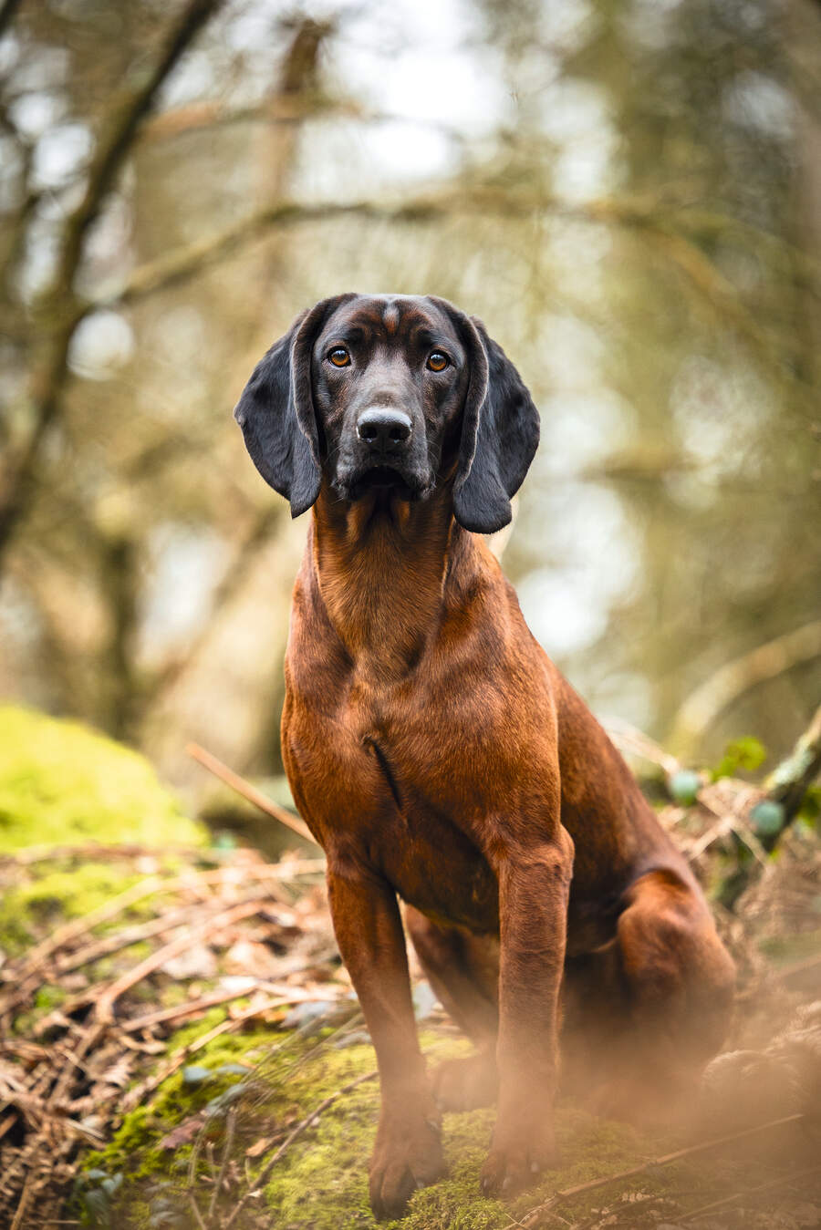 Bavarian mountain hound