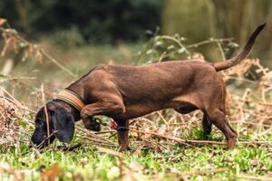 Bavarian mountain hound