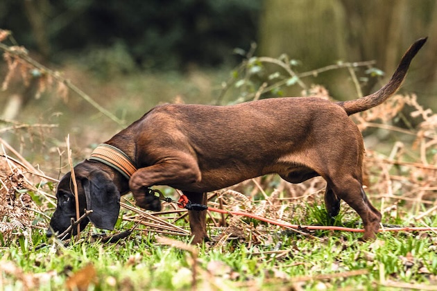 Bavarian mountain hound