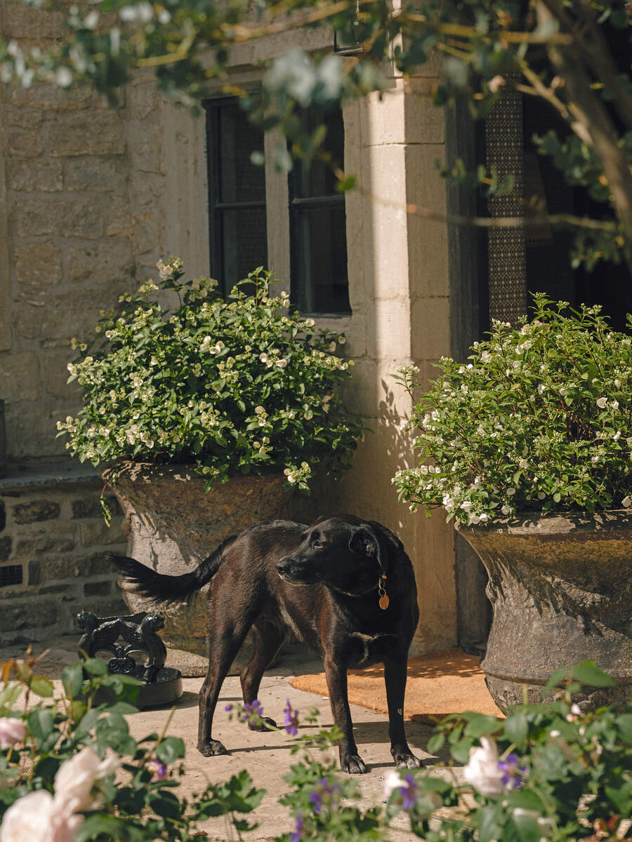 black lab outside country house
