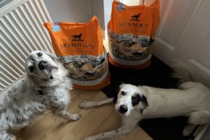Dogs with Skinners kibble dog food