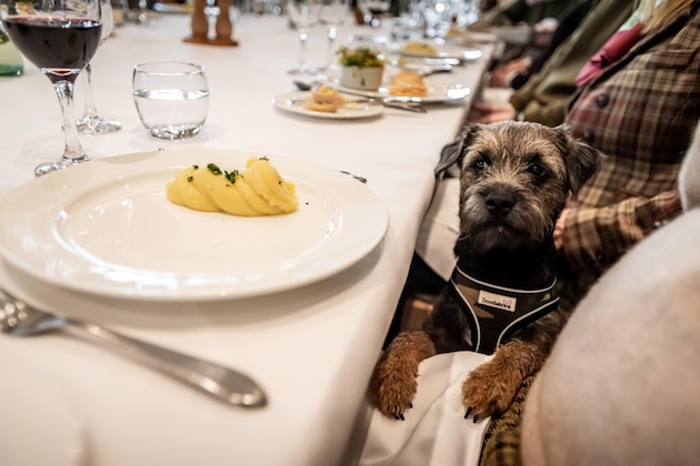 shoot lunch with dog
