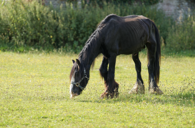 Thin horse