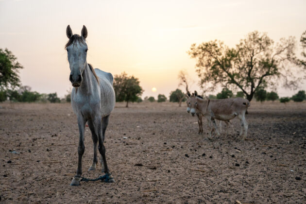 thin horse in Senegal