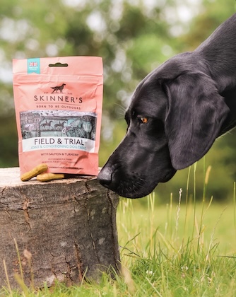 black lab