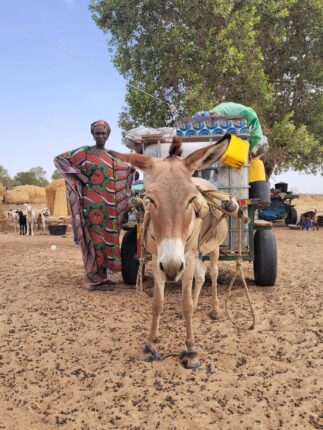 Donkey in Africa