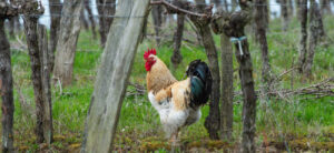 Biodiverse Bordeaux