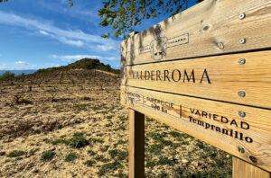 Bodegas Ondarre’s Valderroma vineyard.