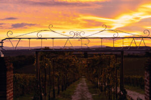 The experimental Vitiarium vineyard