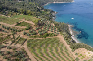 DOC-MAREMMA-TOSCANA-VIGNE-E-ULIVI-CALAGRANDE-(1)
