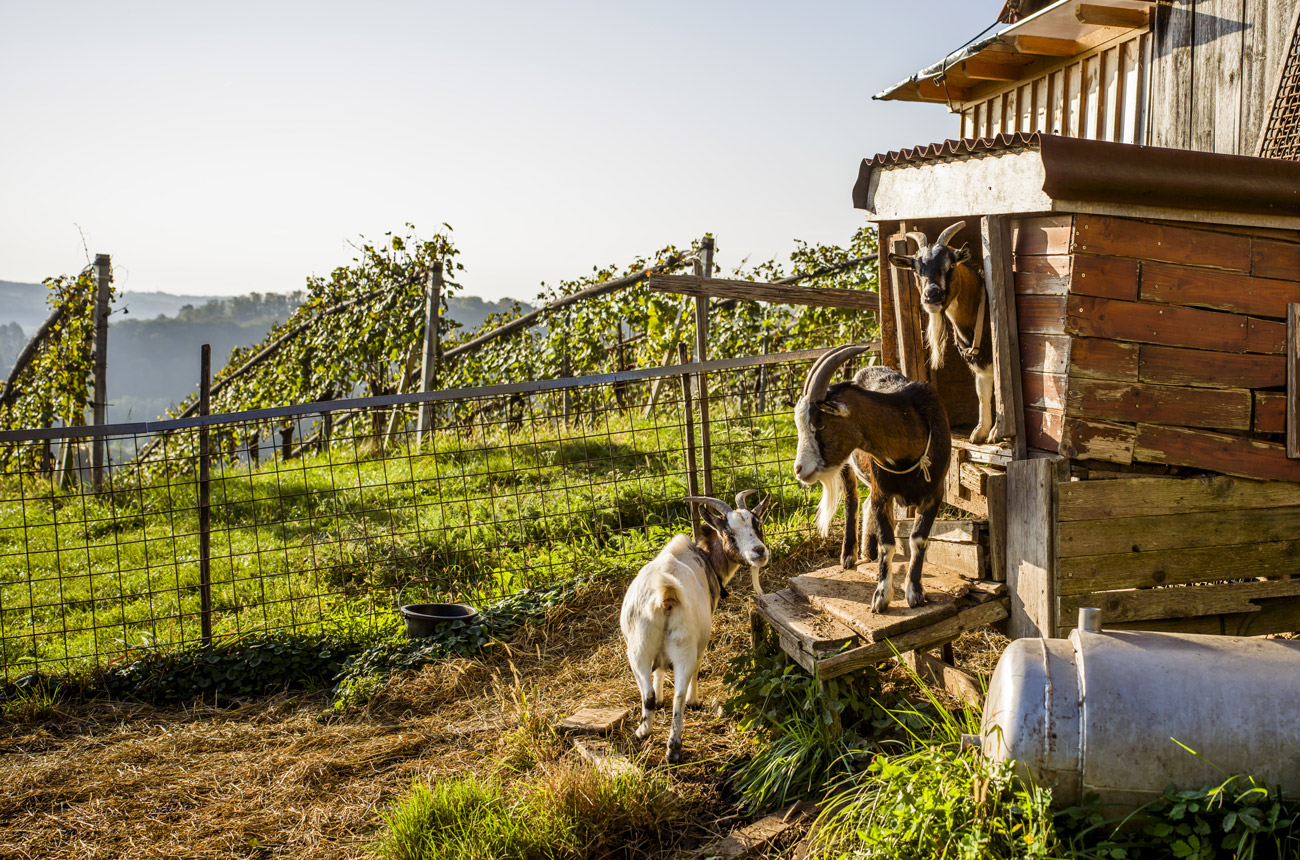 Why caring for the environment is in Austria’s DNA