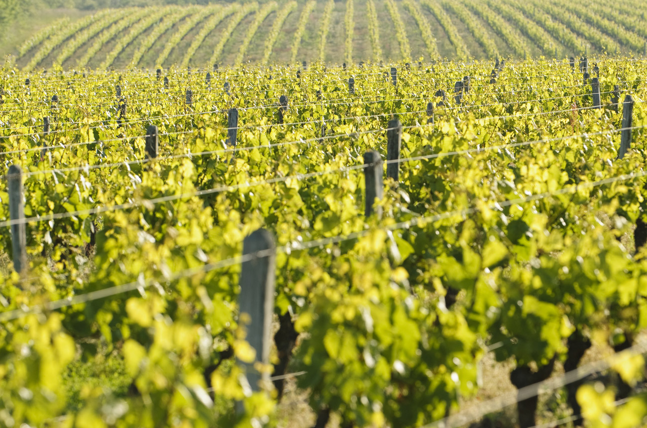 The Loire’s white wines: France’s freshest voice