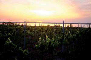 Vineyards in Ukraine