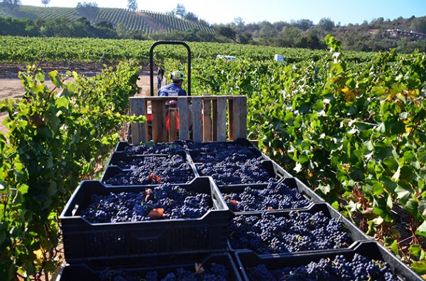 Chile - South America