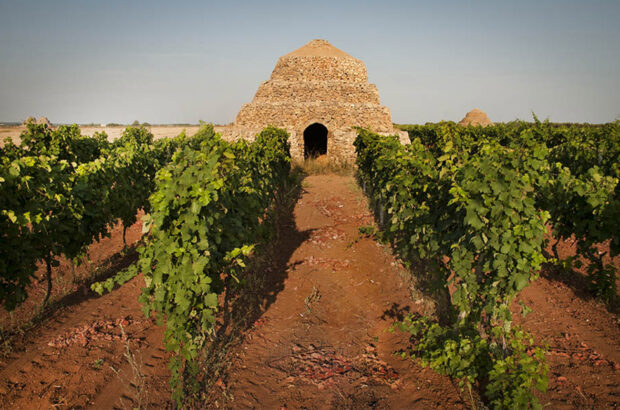 Primitivo di Manduria vineyards